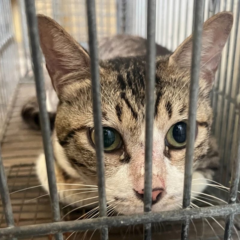 新北市中和區公立動物之家,編號:419212, 混種貓                 