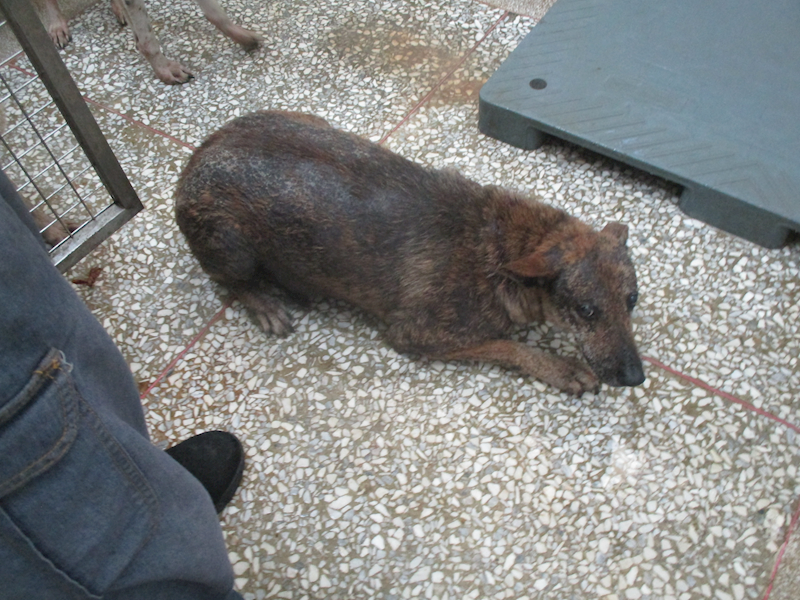 高雄市壽山動物保護教育園區,編號:419550, 混種犬          