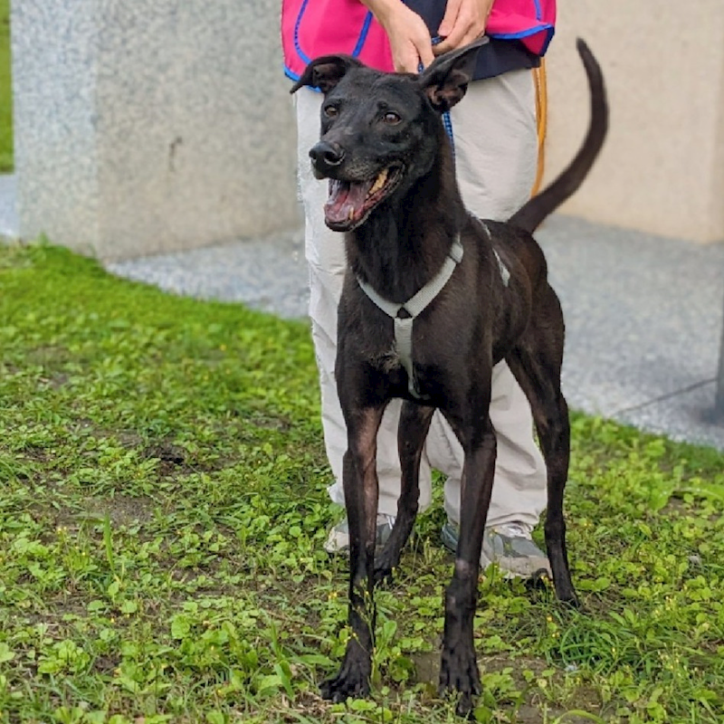 花蓮縣狗貓躍動園區,編號:183387, 混種犬          