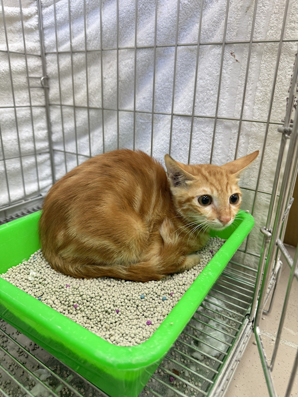 新北市八里區公立動物之家,編號:420076, 混種貓                 