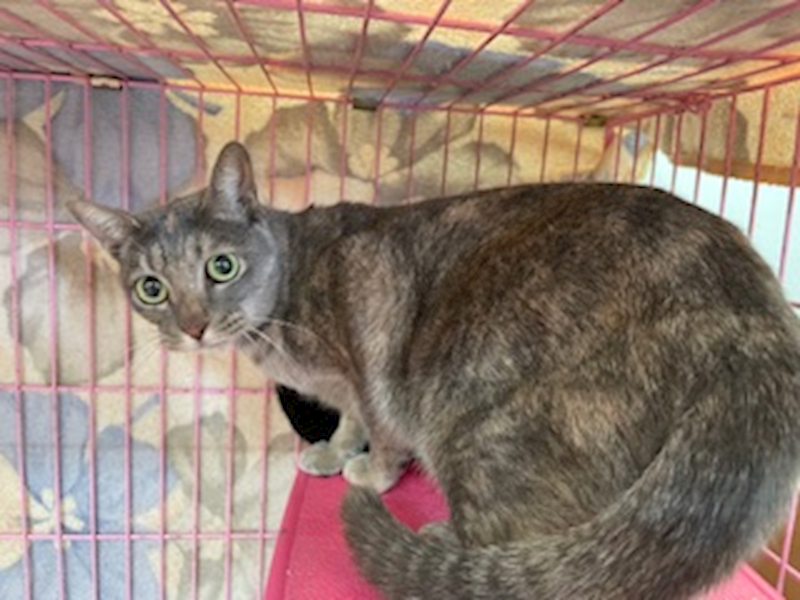 臺北市動物之家,編號:390093, 混種貓                 