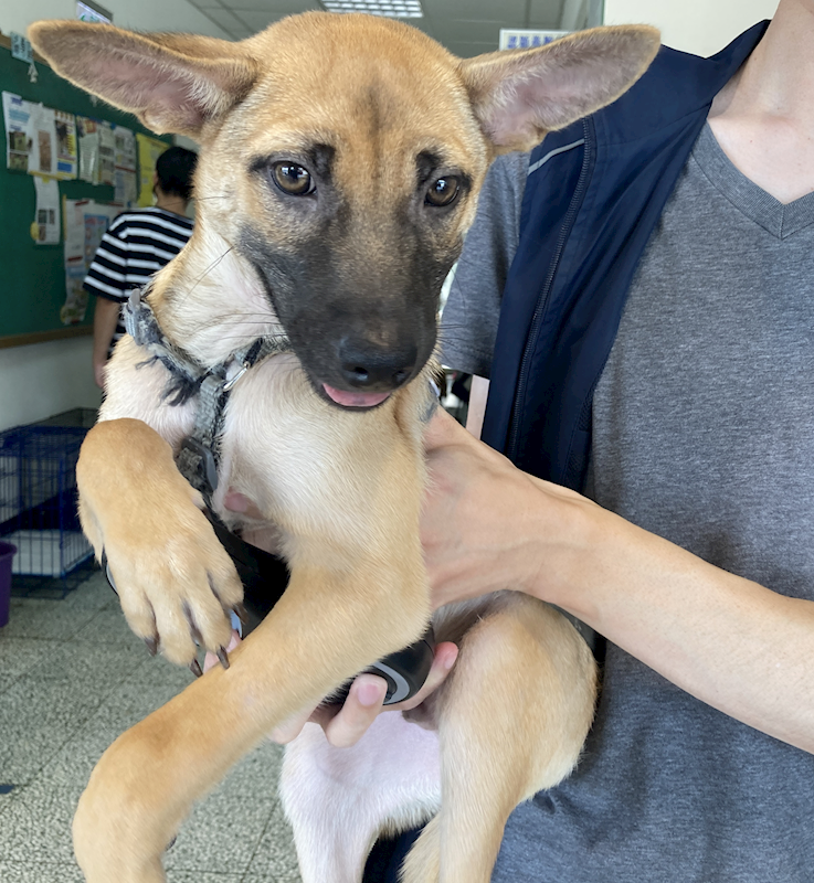 桃園市動物保護教育園區,編號:414079, 混種犬          