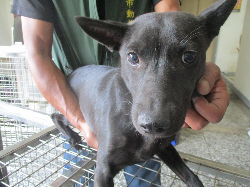 高雄市壽山動物保護教育園區,編號:420296, 混種犬          