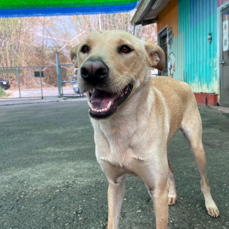 屏東縣公立犬貓中途之家,編號:298579, 混種犬          