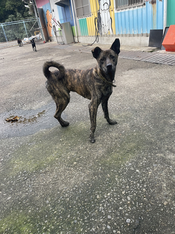 屏東縣公立犬貓中途之家,編號:340377, 混種犬          