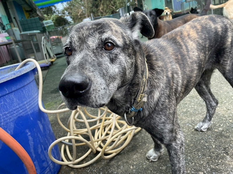屏東縣公立犬貓中途之家,編號:340381, 混種犬          