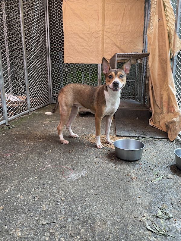 屏東縣公立犬貓中途之家,編號:324120, 混種犬          