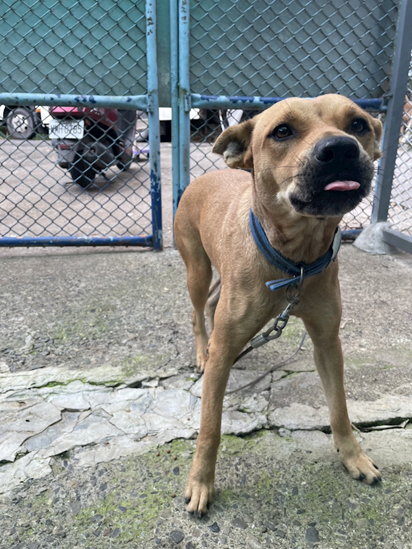 屏東縣公立犬貓中途之家,編號:340476, 混種犬          
