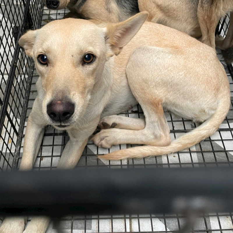 苗栗縣動物保護教育園區,編號:379915, 混種犬          