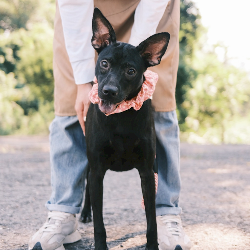 彰化縣流浪狗中途之家,編號:383115, 混種犬          