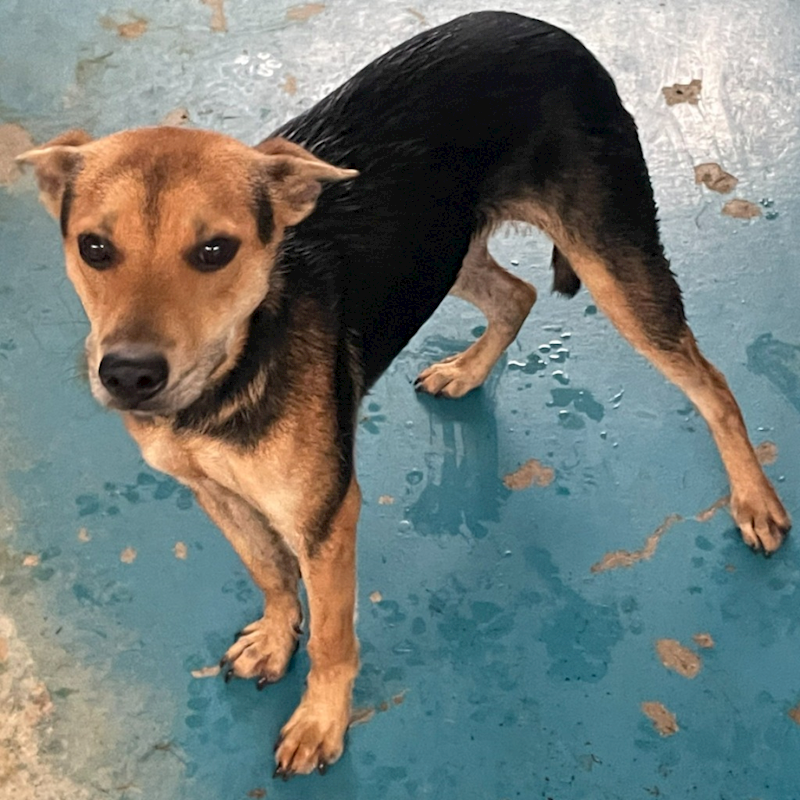 苗栗縣動物保護教育園區,編號:384092, 混種犬          