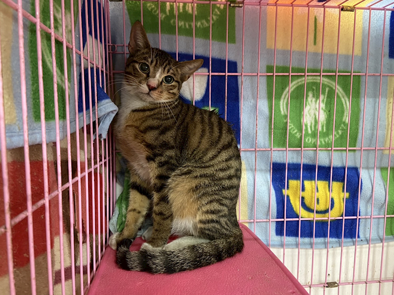 臺北市動物之家,編號:387115, 混種貓                 