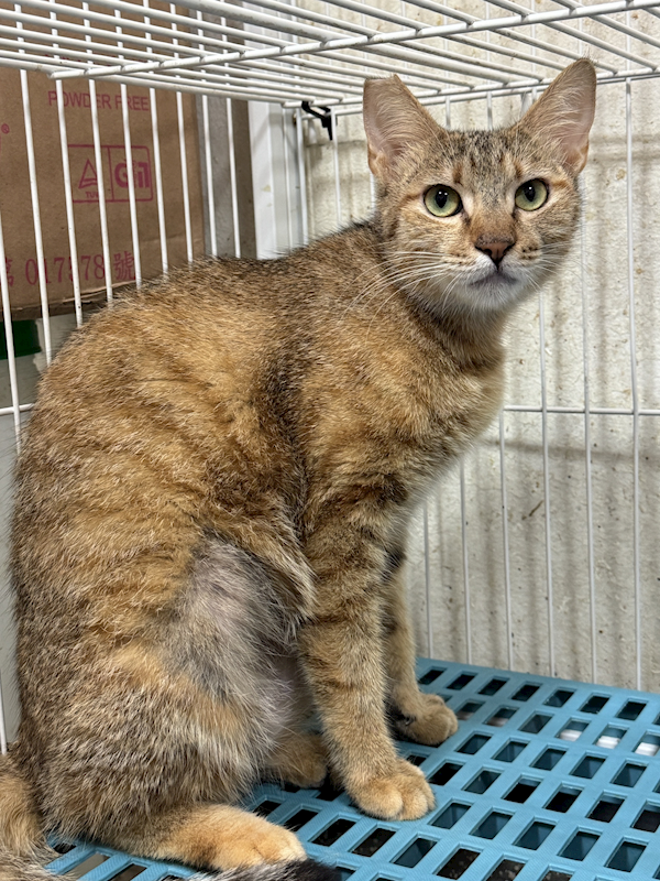 苗栗縣動物保護教育園區,編號:413690, 混種貓                 