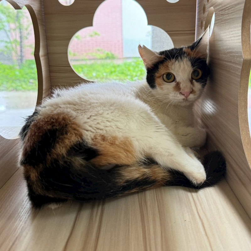 苗栗縣動物保護教育園區,編號:394902, 混種貓                 