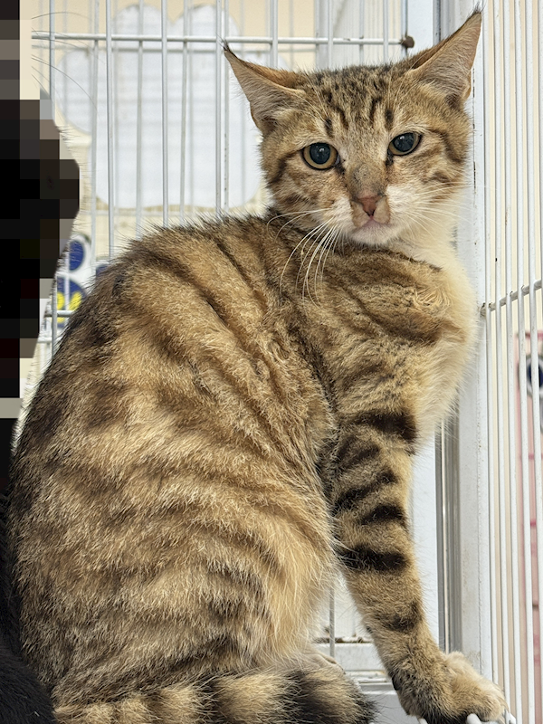 苗栗縣動物保護教育園區,編號:406046, 混種貓                 