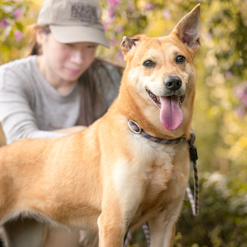 新北市新店區公立動物之家,編號:285543, 混種犬          