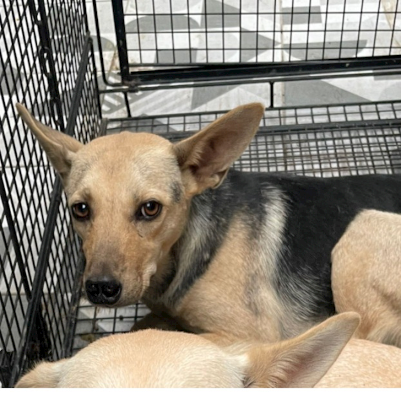 苗栗縣動物保護教育園區,編號:379913, 混種犬          