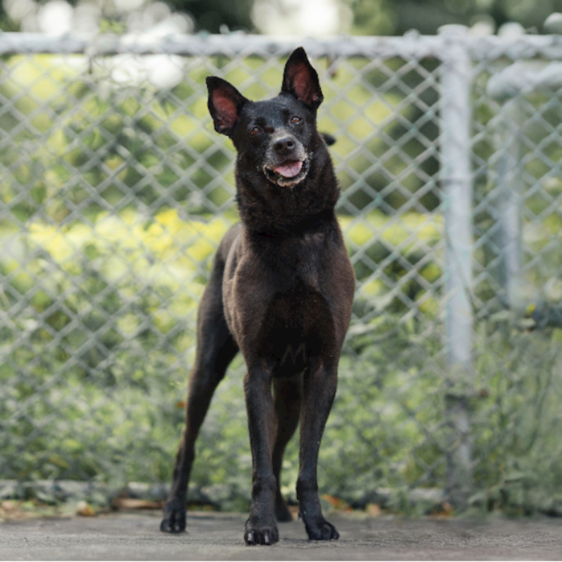 新北市板橋區公立動物之家,編號:83255, 混種犬          