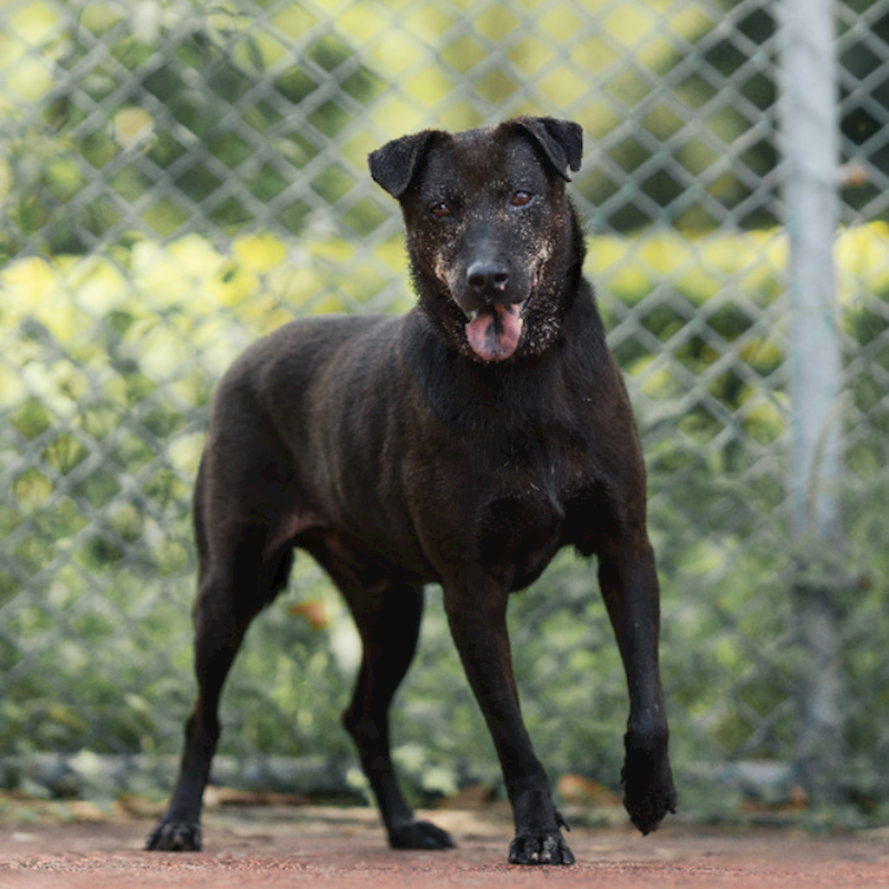 新北市板橋區公立動物之家,編號:378468, 混種犬          
