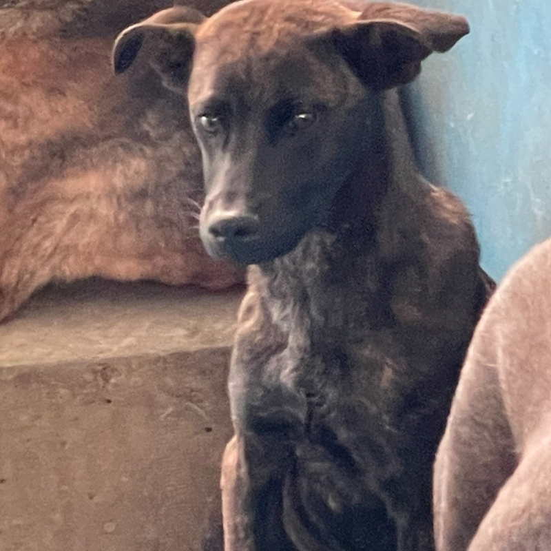 苗栗縣動物保護教育園區,編號:389395, 混種犬          