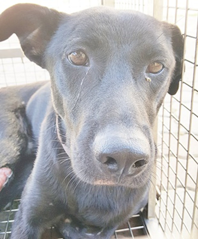 臺中市動物之家南屯園區,編號:381287, 混種犬          