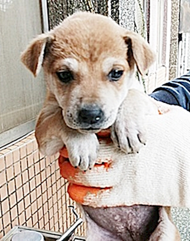 臺中市動物之家南屯園區,編號:398451, 混種犬          