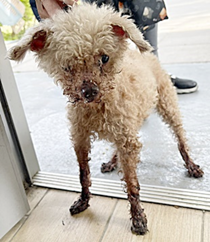 臺中市動物之家南屯園區,編號:400908, 貴賓犬        