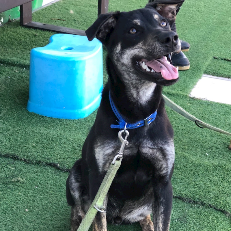 臺南市動物之家灣裡站,編號:388798, 混種犬          