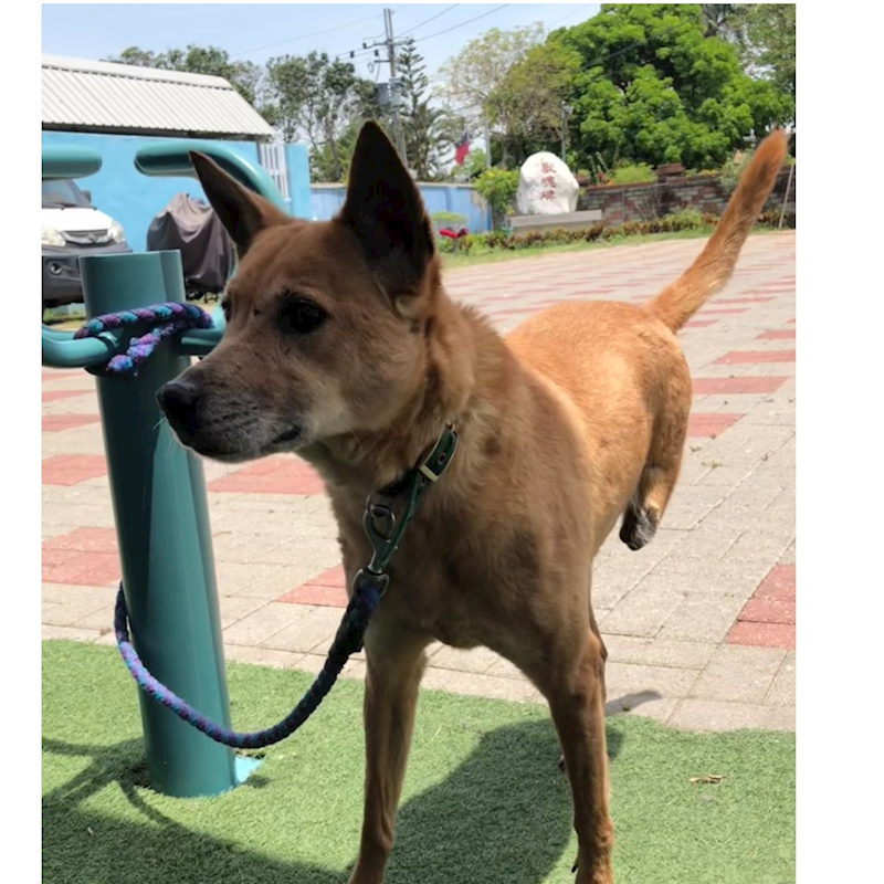 臺南市動物之家灣裡站,編號:373362, 混種犬          