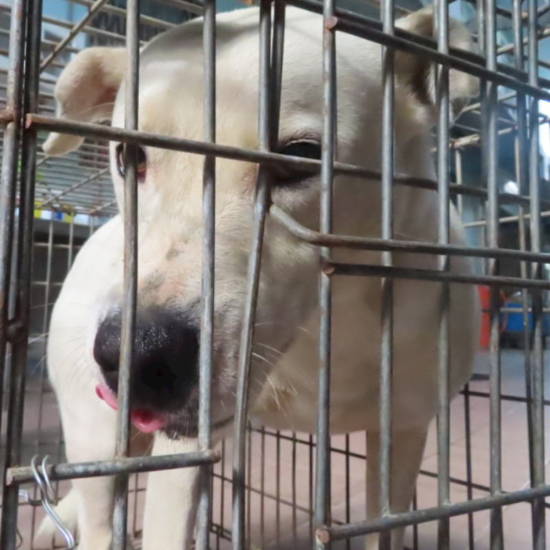 臺南市動物之家灣裡站,編號:309728, 混種犬          