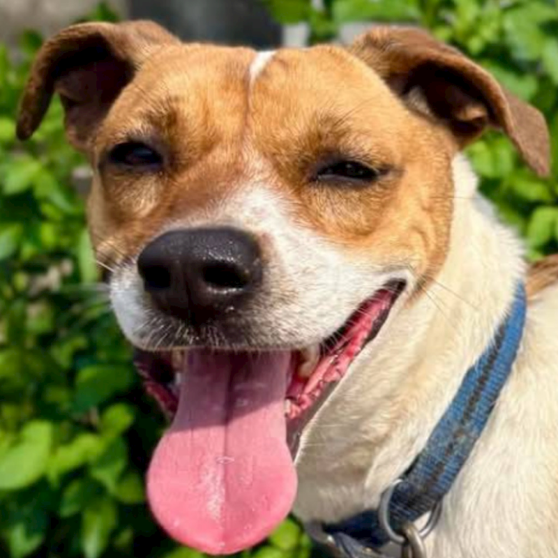 臺南市動物之家灣裡站,編號:341640, 混種犬          