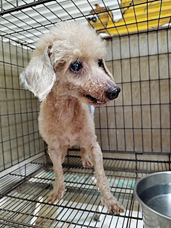 臺中市動物之家南屯園區,編號:403849, 貴賓犬        