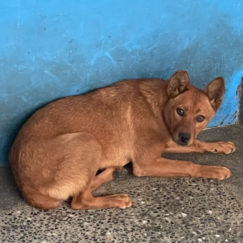 苗栗縣動物保護教育園區,編號:353213, 混種犬          