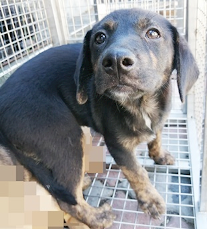 臺中市動物之家南屯園區,編號:412713, 混種犬          