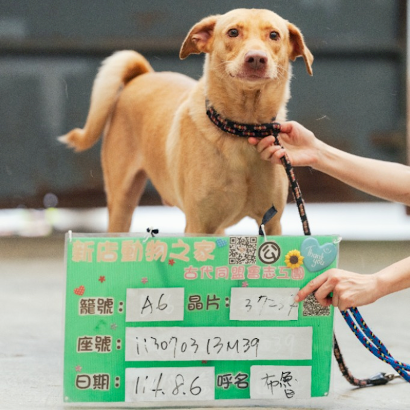 新北市新店區公立動物之家,編號:364626, 混種犬          