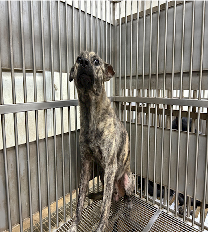 新北市板橋區公立動物之家,編號:318316, 混種犬          