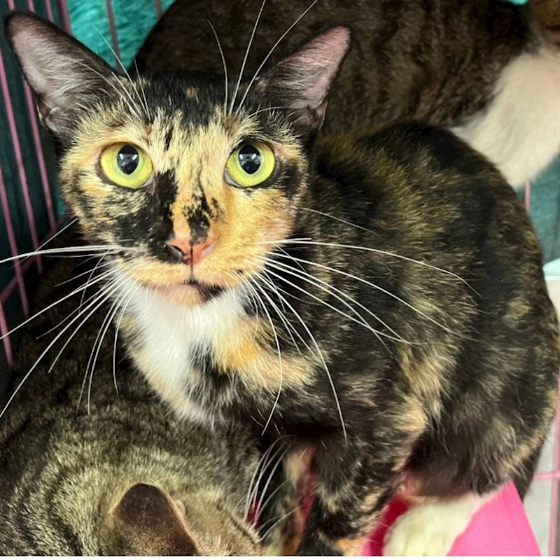 臺北市動物之家,編號:366840, 混種貓                 