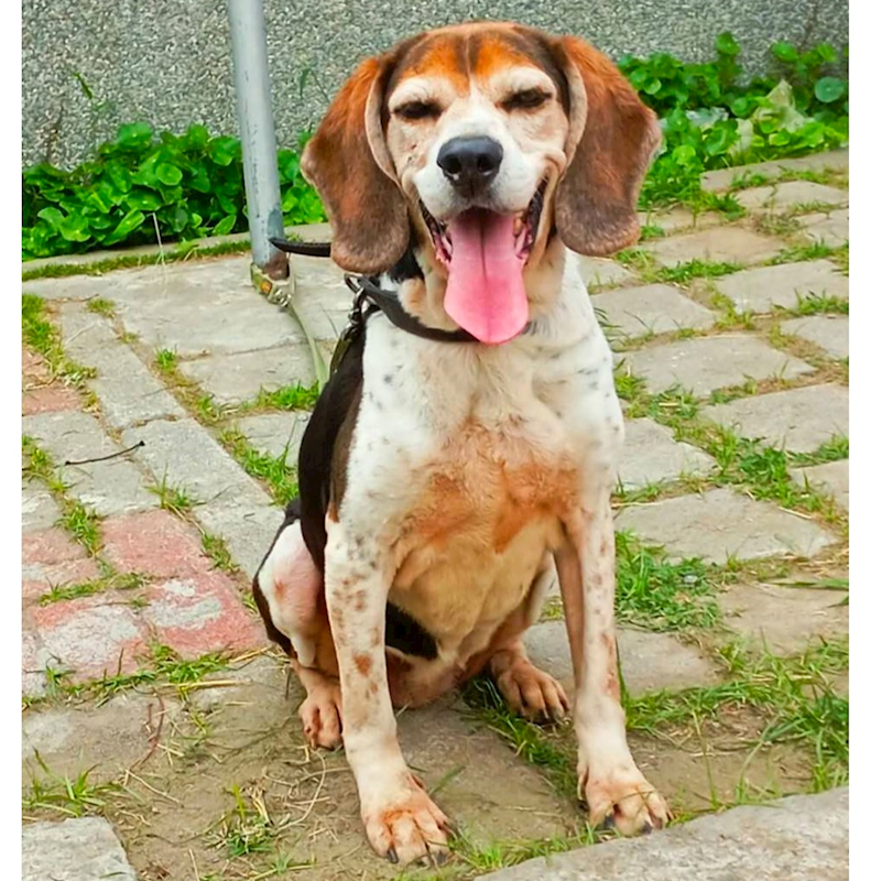 臺南市動物之家灣裡站,編號:398248, 混種犬          