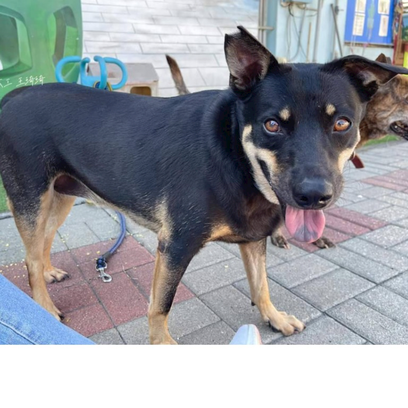 臺南市動物之家灣裡站,編號:379484, 混種犬          