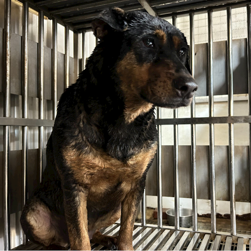 新北市板橋區公立動物之家,編號:352150, 混種犬          