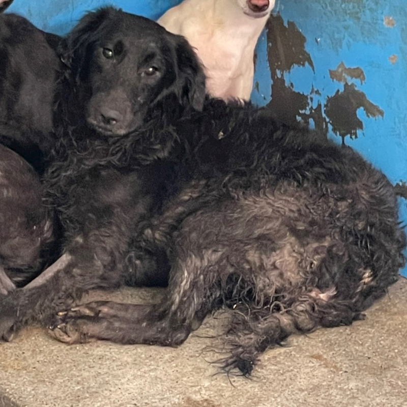 苗栗縣動物保護教育園區,編號:373492, 混種犬          