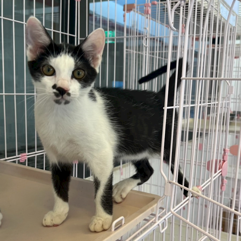 花蓮縣狗貓躍動園區,編號:412877, 混種貓                 