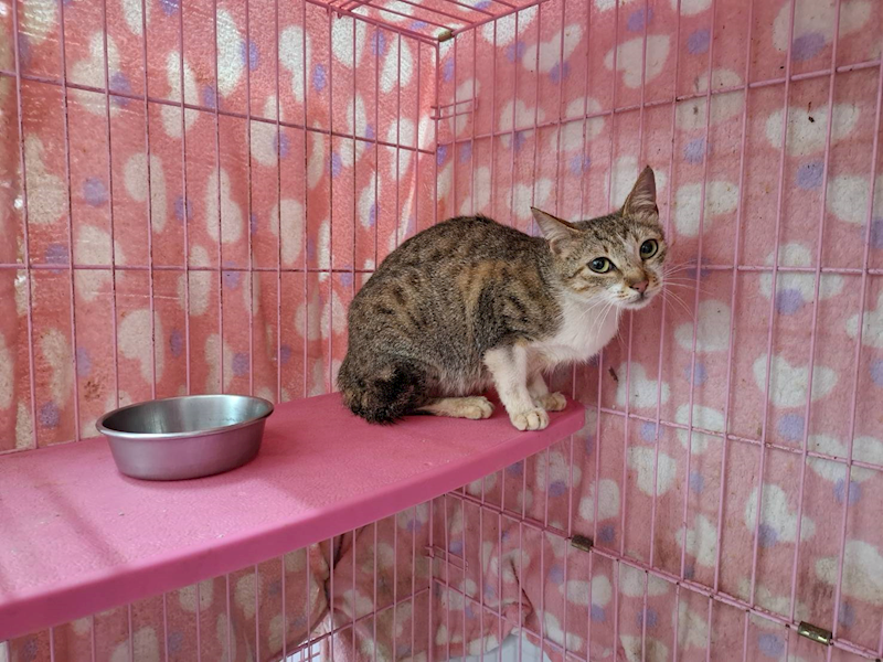 臺北市動物之家,編號:404108, 混種貓                 