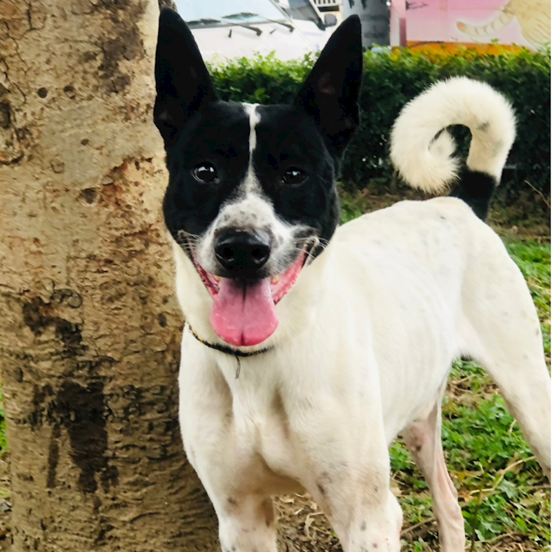 新北市板橋區公立動物之家,編號:395726, 混種犬          