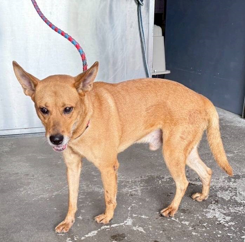 新北市板橋區公立動物之家,編號:407842, 混種犬          