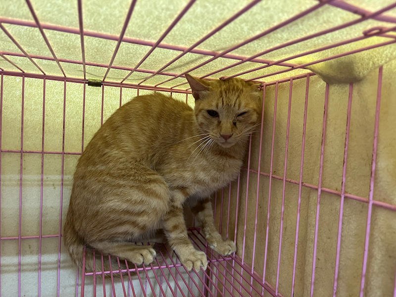 臺北市動物之家,編號:414477, 混種貓                 