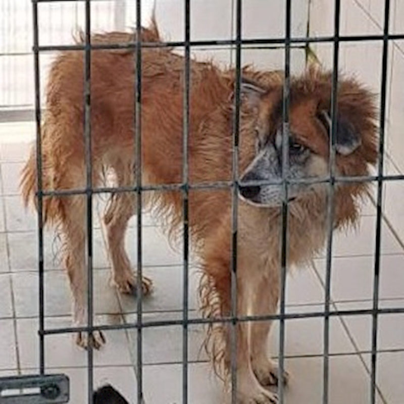 連江縣動物之家,編號:127965, 混種犬          