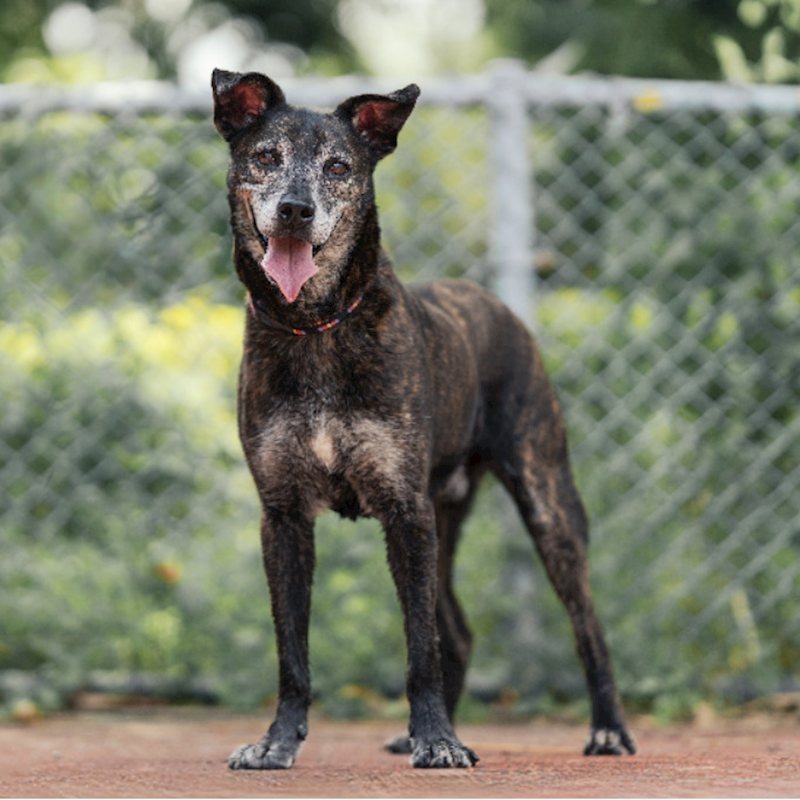 新北市板橋區公立動物之家,編號:53989, 混種犬          