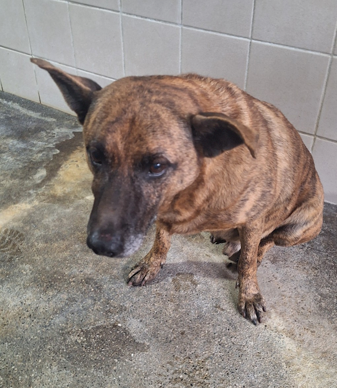 花蓮縣狗貓躍動園區,編號:388329, 混種犬          