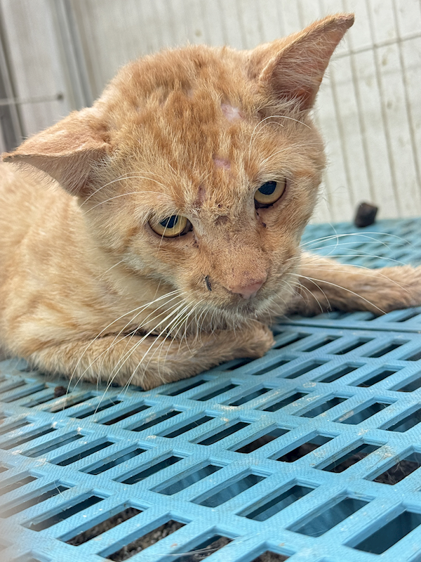 苗栗縣動物保護教育園區,編號:413817, 混種貓                 